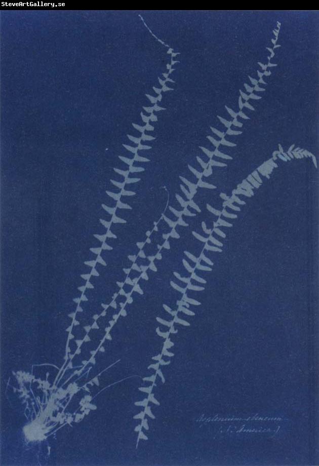 Anna Atkins Asplenium ebeneum